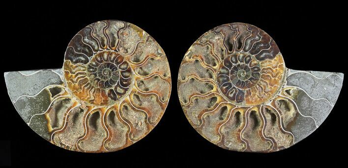 Cut & Polished Ammonite Fossil - Agatized #69018